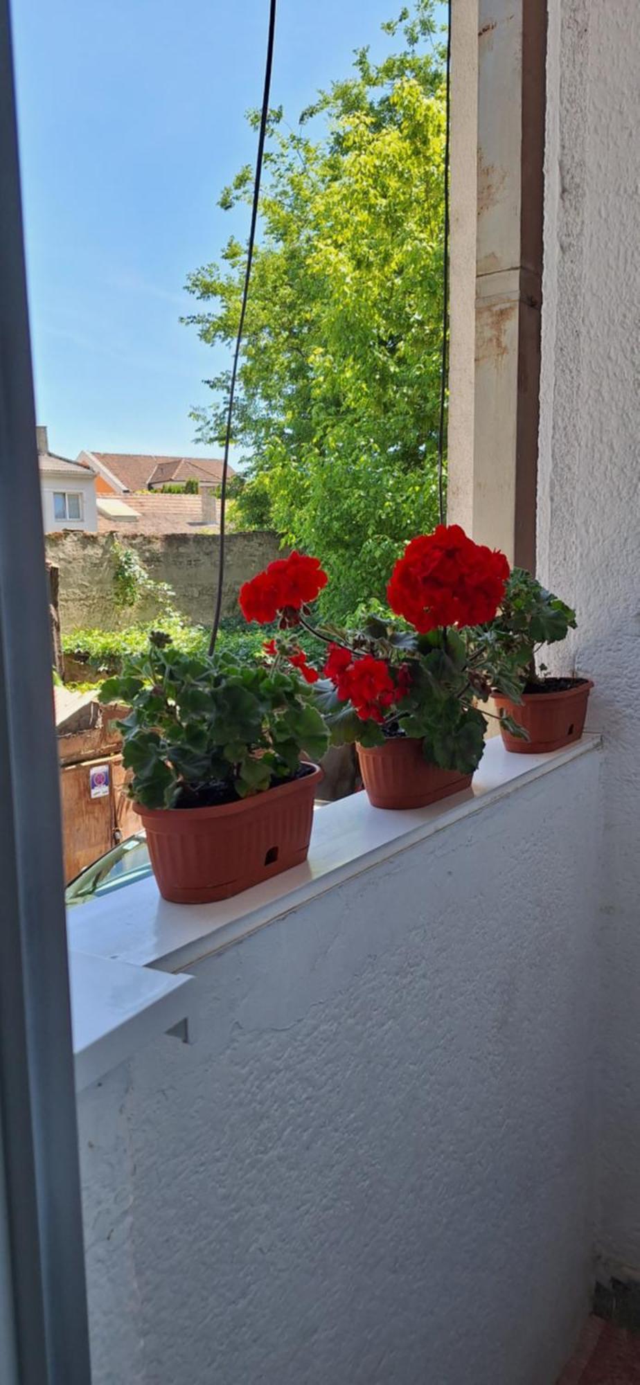 Apartman Lara Subotica Exterior photo